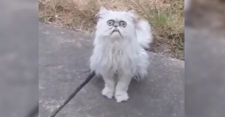 Wilfred. Najdziwniejszy kot w sieci. Jego miny rozbrajają