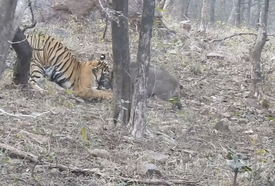 Samica Noor Tigress T-39, mieszkanka Parku Narodowego Ranthambore w Indiach stoczyła walkę z dziką świnią. Tak zasłużyła na posiłek (Facebook.com)