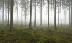 Upadł i nie umiał się podnieść. 85-latek spędził noc w lesie