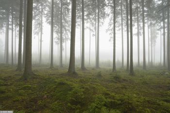 Upadł i nie umiał się podnieść. 85-latek spędził noc w lesie