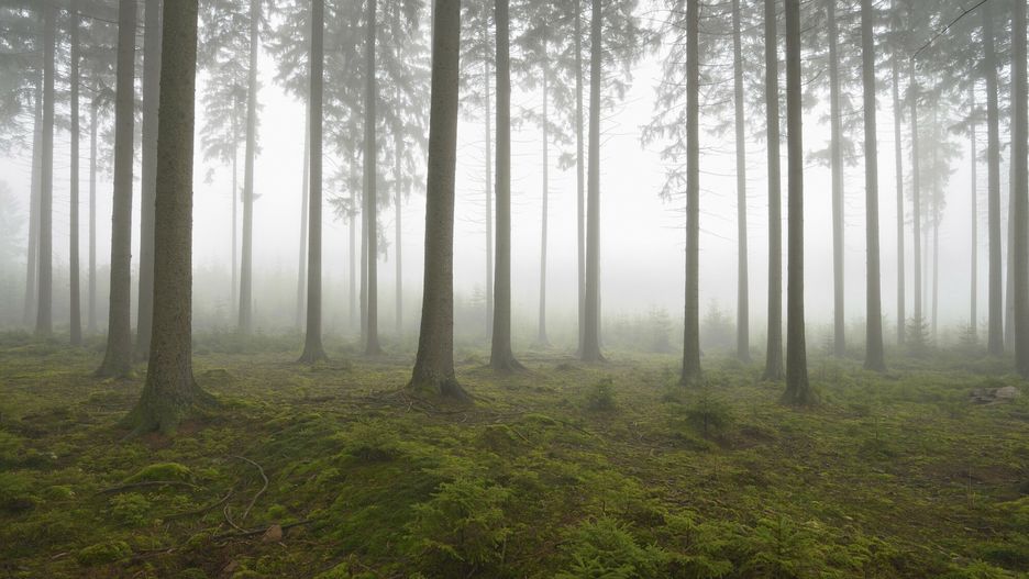85-latek spędził noc w lesie.