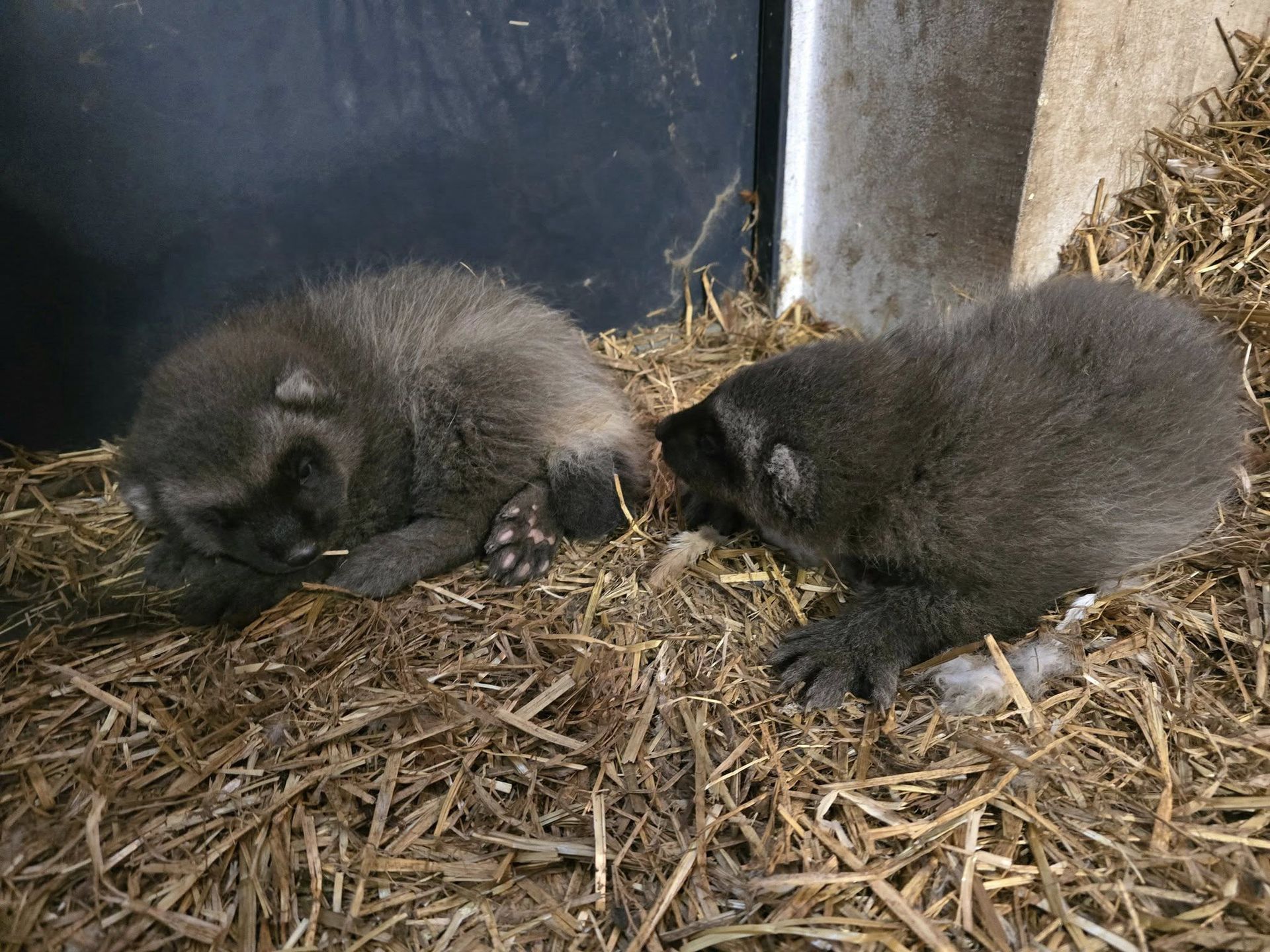 Pracownicy zoo zastanawiają się nad imionami dla małych rosomakó