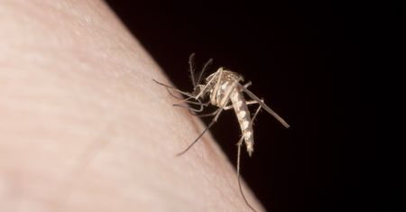 Europejski kraj ostrzega przed komarami. Przenoszą choroby tropikalne