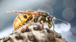 Jak pozbyć się os z ogrodu i budynku? Oto kilka sprawdzonych sposobów