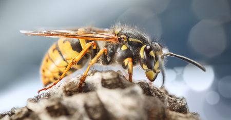 Jak pozbyć się os z ogrodu i budynku? Oto kilka sprawdzonych sposobów