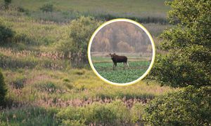 Stały na skraju lasu. Leśnicy: "Tuż obok mogą być kolejne"