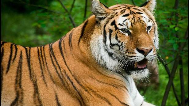 Potężny dodatek do Firefoksa zmieni Twoją przeglądarkę nie do poznania 1