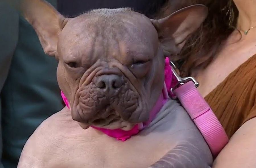 Petunia zajęła pierwsze miejsce w Konkursie na Najbrzydszego Psa