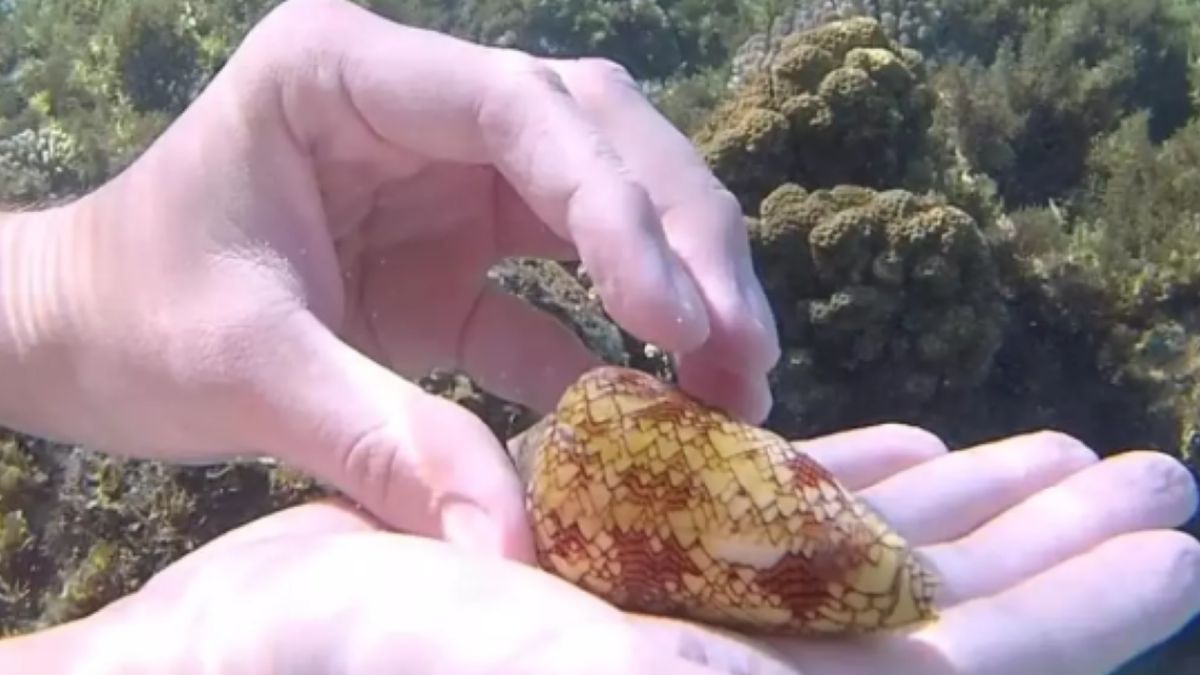 Przez niepozorną muszlę groziło mu śmiertelne niebezpieczeństwo