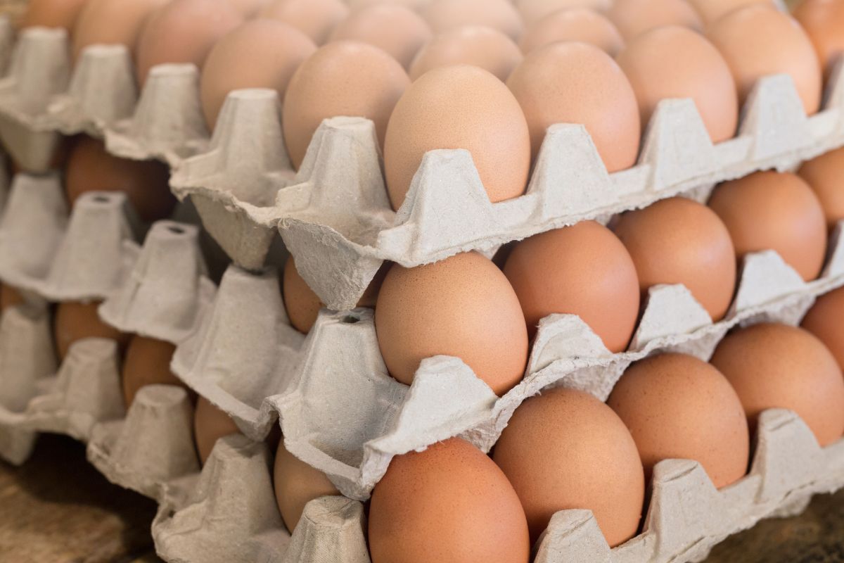 Eggs are an extremely healthy product.