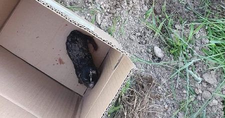 Zakopała żywcem trzy szczeniaki. Prokuratura uważa wyrok za zbyt łagodny