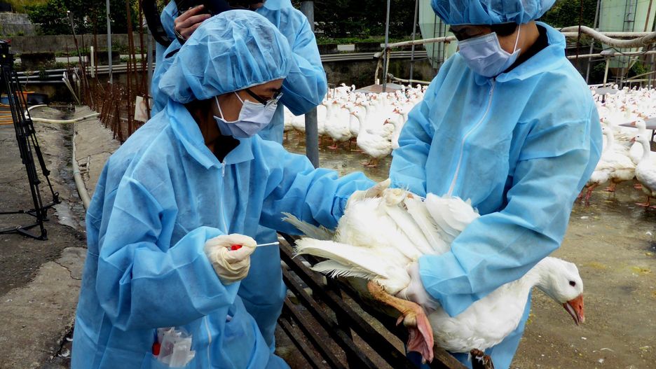 Taiwan disinfects poultry farms after outbreak of H5N2, H5N8 avian flu virusepa04556566 Health workers gather test samples from a goose to check for bird flu virus at ithe Bali Geese Farm in New Taipei City, northern Taiwan, 12 January 2015. Taiwan confirmed 11 January that the avian influenza virus H5N8 has been detected for the first time in Taiwan, according to state-run Central News Agency.  EPA/DAVID CHANG Dostawca: PAP/EPA.DAVID CHANG