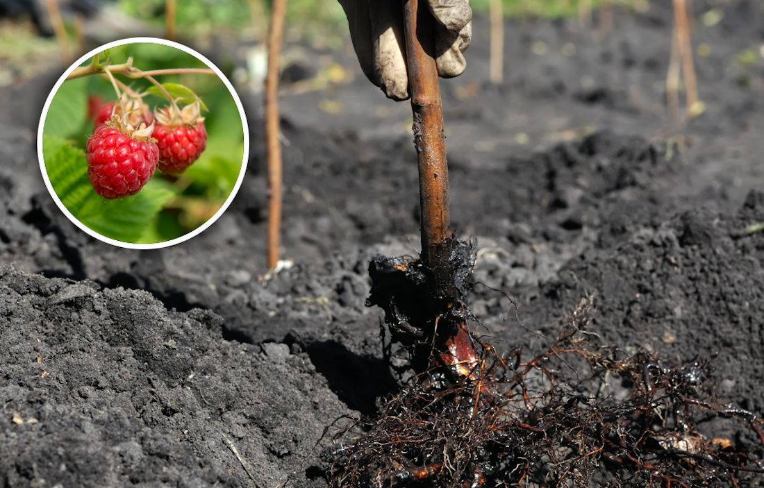 Kiedy sadzić maliny? Nie przegap terminu
