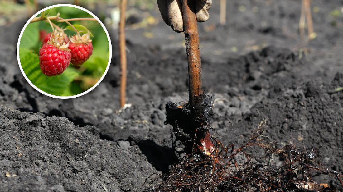 Kiedy sadzić maliny?
