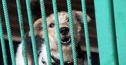 Zwierzę nie jest rzeczą. I już. Komentarz Justyny Wojciechowskiej-Narloch