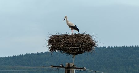 Powrót bocianów do Polski. Kiedy i skąd przylatują?