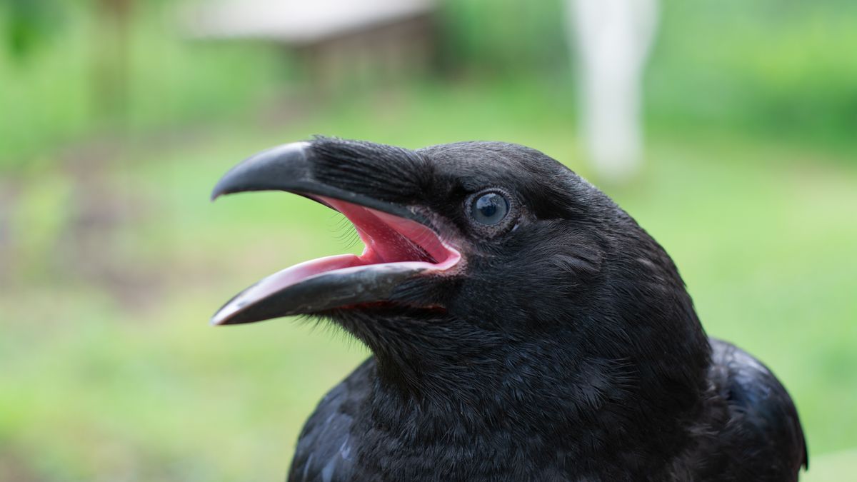 Kruki mają zmysł intuicji geometrycznej bardzo podobny do ludzi