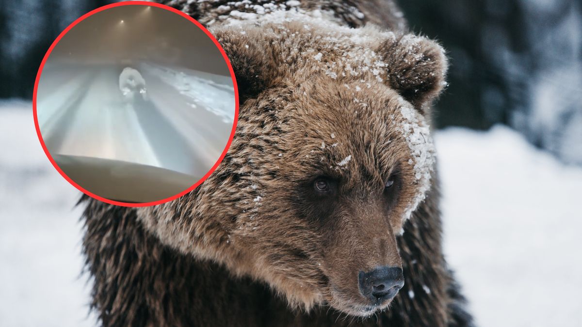 Ten niedźwiedź nie planuje zapadać w sen zimowy