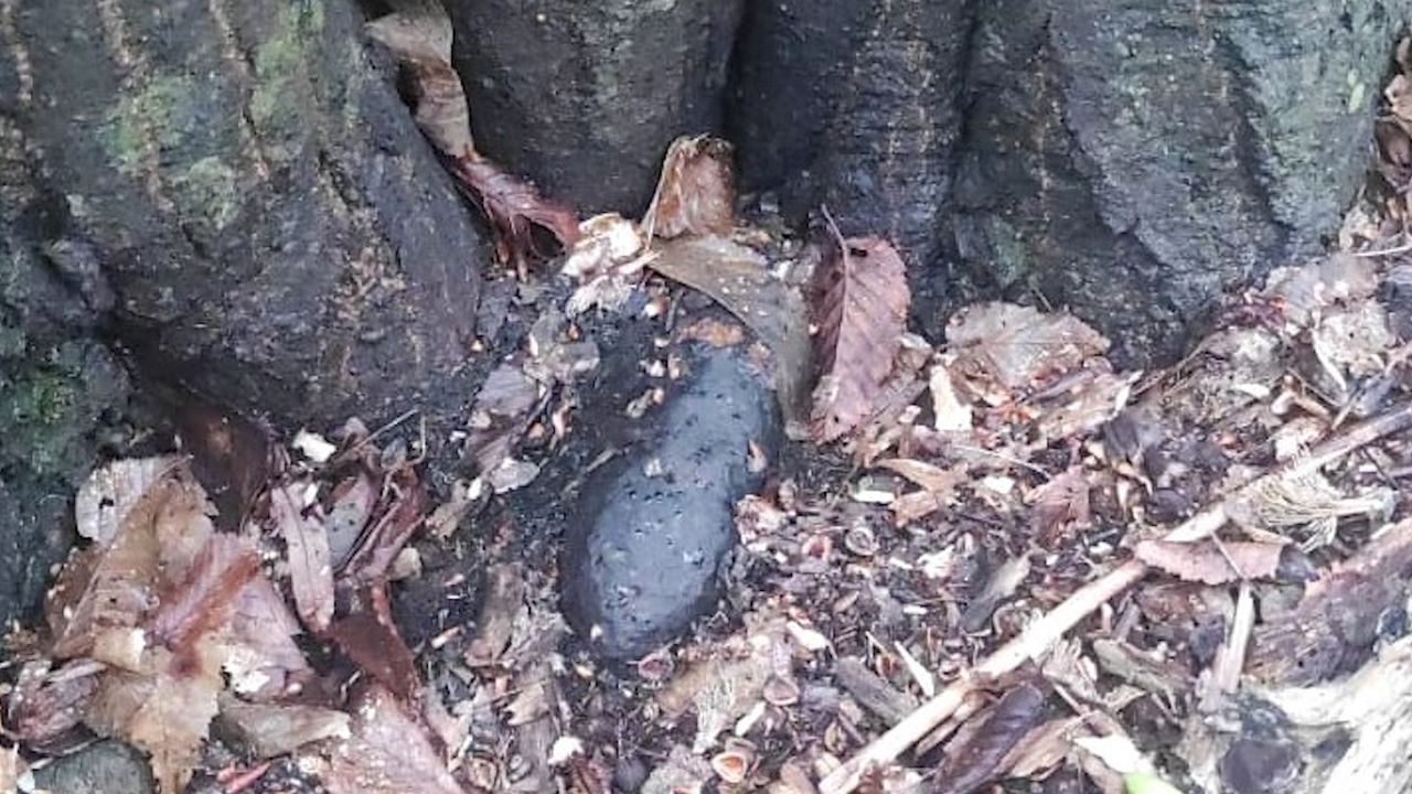 Pocisk artyleryjski i granat w lesie. Niewybuchy odkryte w Małopolsce
