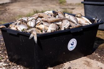 Truciciele Odry bezkarni? "Konsekwencje tylko na papierze"