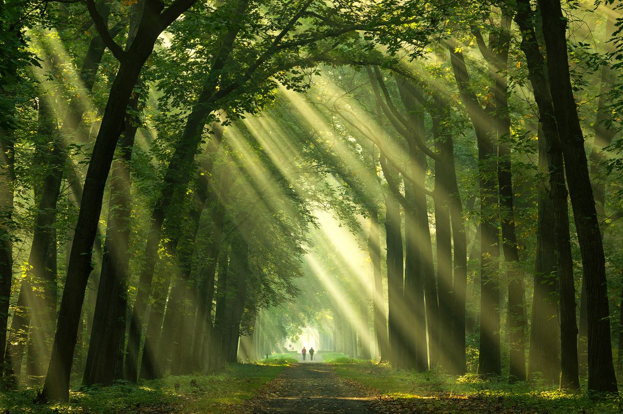 Leśne scenerie z magiczną atmosferą na zdjęciach Martina Podta