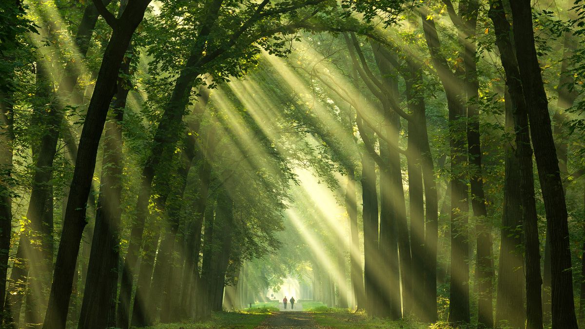 Leśne scenerie z magiczną atmosferą na zdjęciach Martina Podta 1