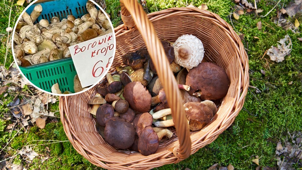 Wysyp grzybów to windowanie cen na warszawskich bazarkach
