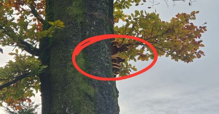 Urosły na drzewie. Leśnicy pokazali "plan B" lasu