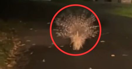 Jechali nocą. Nagle zobaczyli go na drodze. "Zwiał komuś"