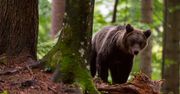 Radzą, jak zachować się oko w oko z niedźwiedziem. Tego unikaj