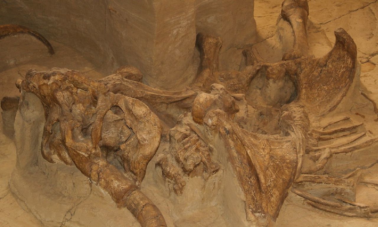 Rosja. Naukowcy odkryli szczątki mamuta. Mają co najmniej 10 tysięcy lat