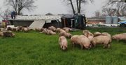 Przewoził świnię. Ciężarówka przewróciła się na łuku drogi