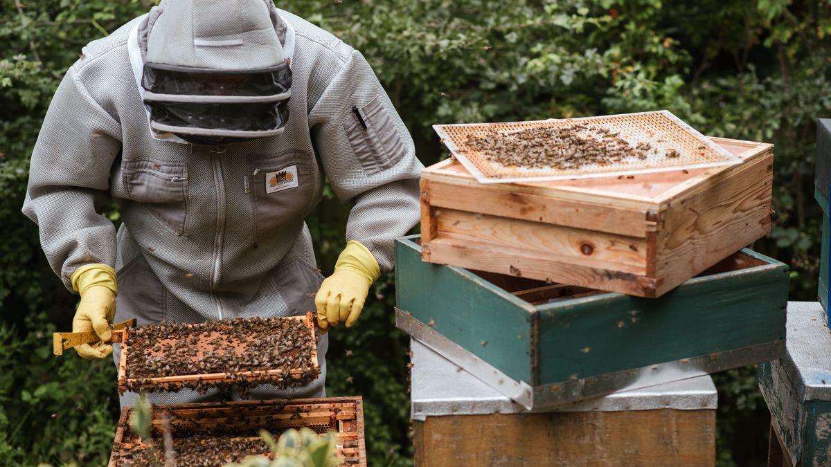 polski miód na granicy opłacalności