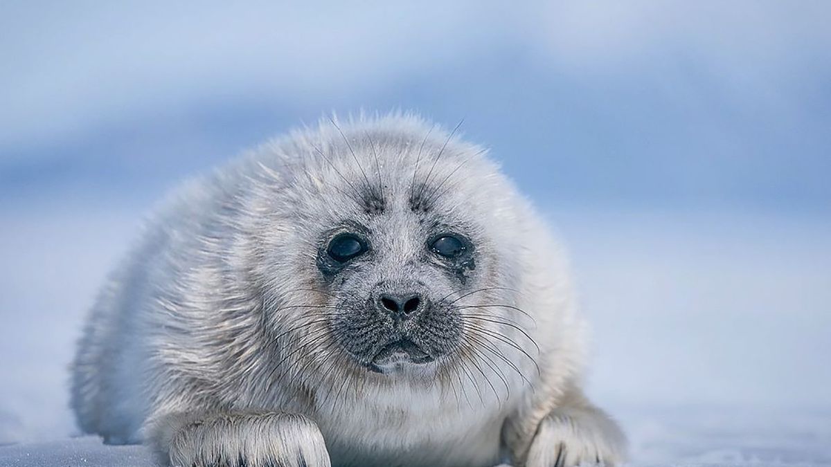 Przyjazne foki znad Bajkału. Nie oprzesz się ich urokowi 1