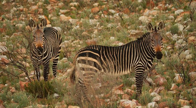 Siyaya: Najdzikszy przylądek