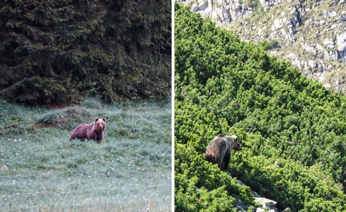 Niedźwiedzie na tatrzańskich szlakach