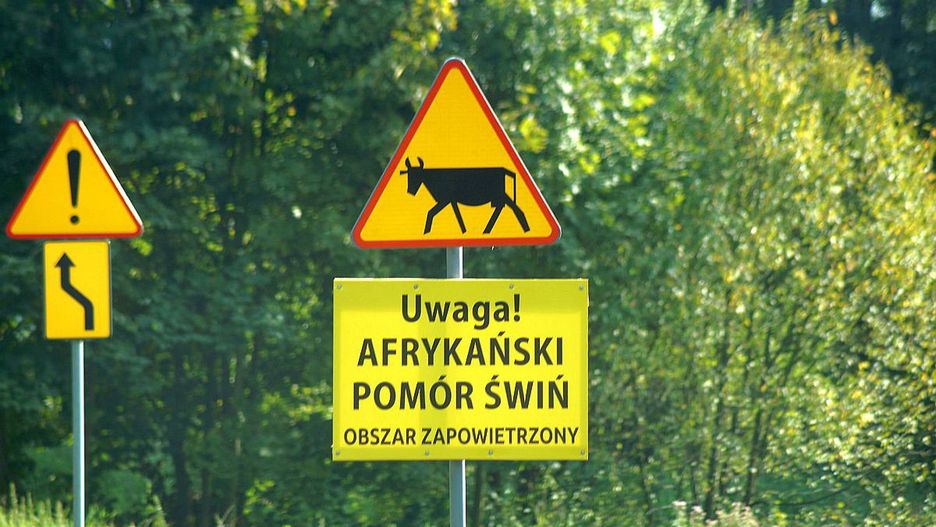 ASF w woj. lubelskim