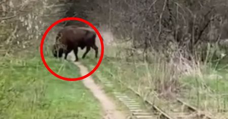 Taki widok to rzadkość. Leśnik dostrzegł go przy torach