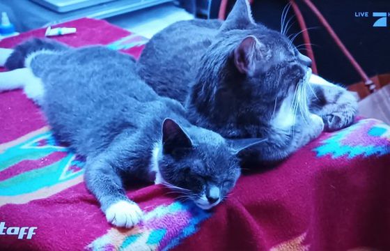 Znany nadawca może kupić platformę cyfrową