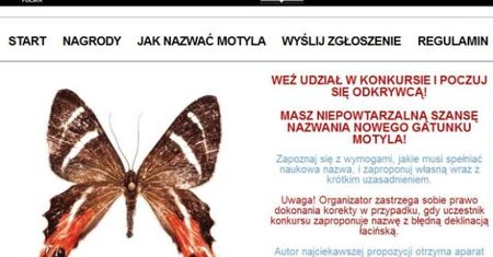 Erateina sprytna dziewczyna to nazwa dla motyla odkrytego przez Polaków