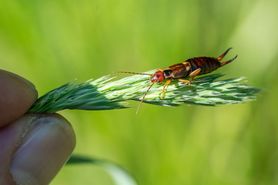 Szczypawica w domu – czy jest groźna? Jak się jej pozbyć?