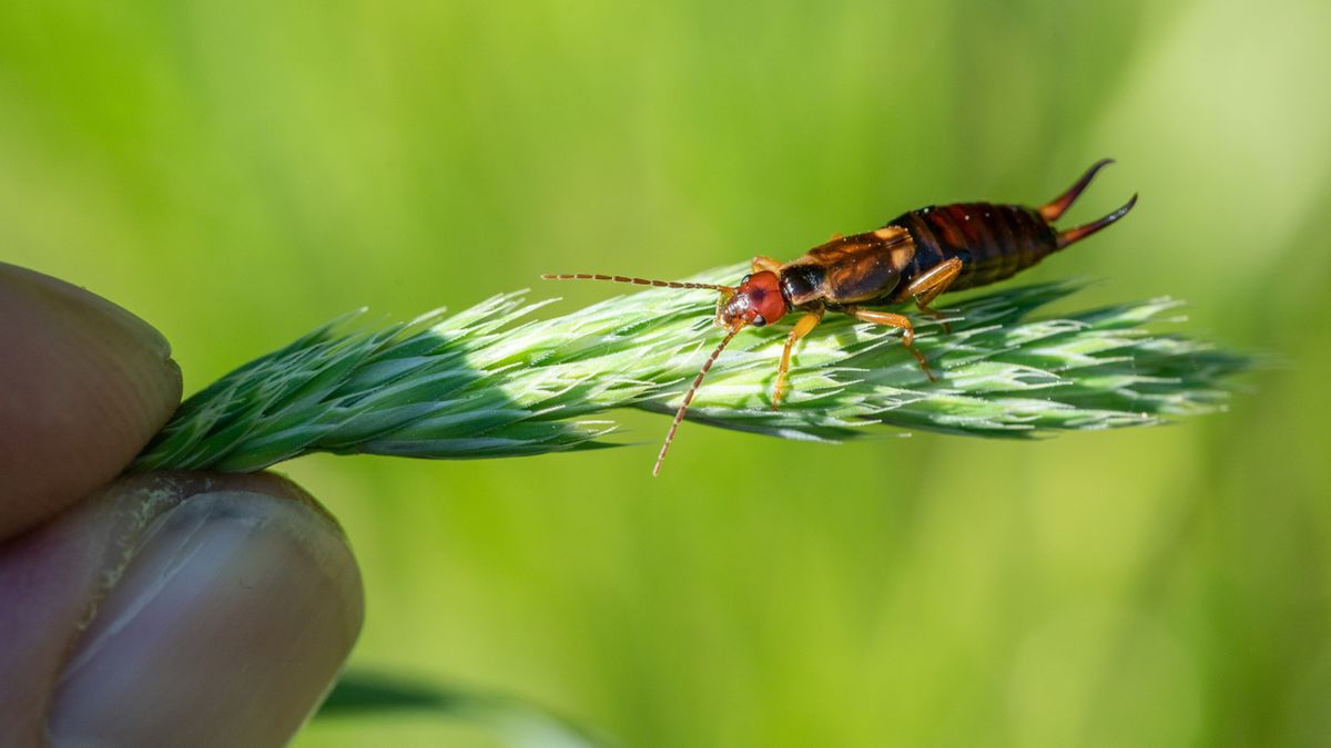 Szczypawica, czyli skorek pospolity lokalizuje się w ciemnych szafkach w kuchni lub wilgotnej piwnicy