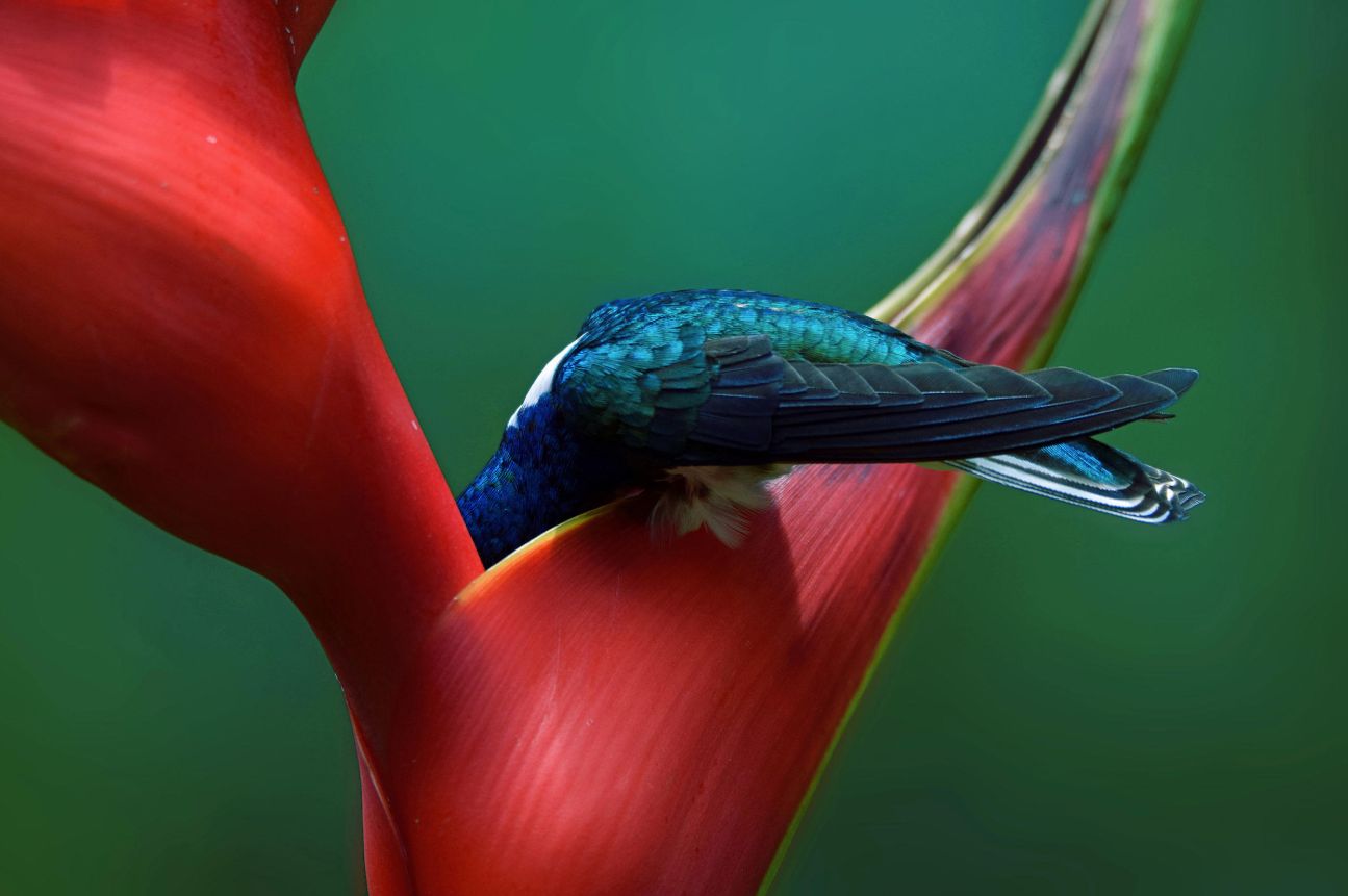 Dzikie ptaki w obiektywie. Zwycięzcy Audubon Photography Contest 2019 ogłoszeni 4