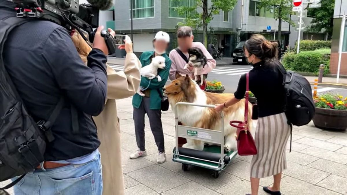 Innym psom ciężko było się przekonać do nietypowego zwierzaka