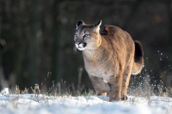 Dziki kot grasuje na północy? Gmina zakazała wchodzenia do lasu