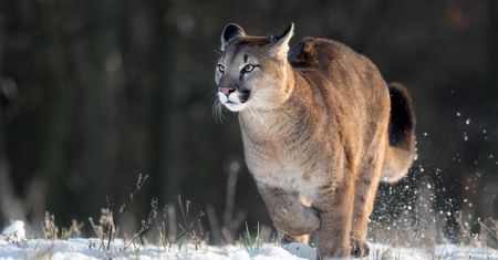 Dziki kot grasuje na północy? Gmina zakazała wchodzenia do lasu
