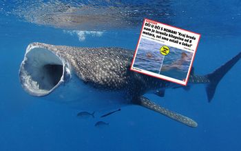 "Oko w oko z potworem". Odkrycie u wybrzeży Chorwacji