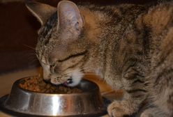 PETA namawia właścieli psów i kotów: zmieńcie dietę pupili na wegetariańską