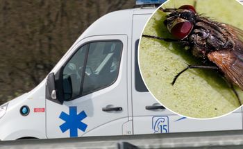 Pierwszy taki przypadek. We Francji zmarł pacjent z wirusem Shamondy