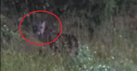 Była wśród traw. Są kolejne zgłoszenia. To kilkumiesięczna puma